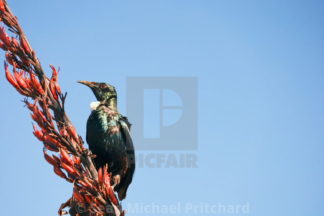 "Tui." by Sean Michael Pritchard - £14.99 "Tui." stock image