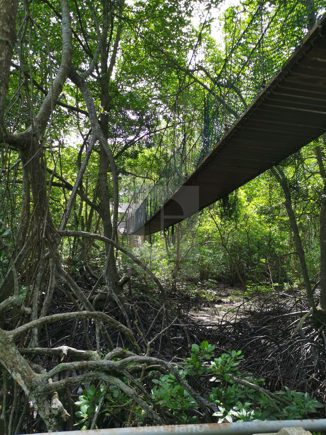 View Of Taman Paya Bakau Mangrove Forest Park License Download Or Print For 12 40 Photos Picfair
