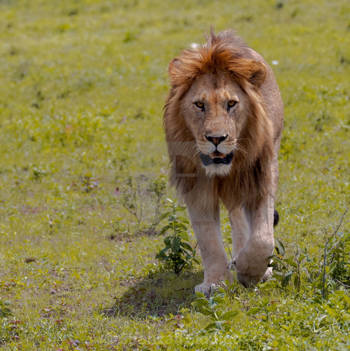 Male Lion Head On License Download Or Print For 24 80 Photos Picfair Choose your favorite male lion designs and purchase them as wall art, home decor, phone cases, tote bags, and more! https www picfair com pics 010480701 male lion head on
