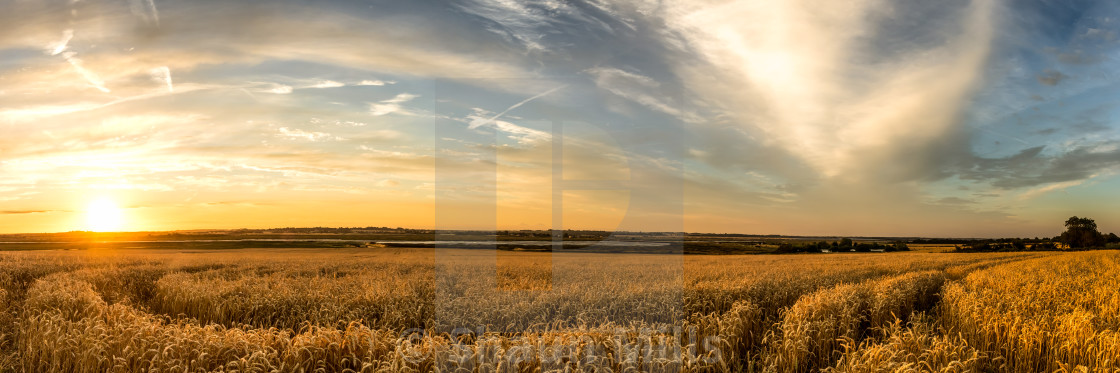 "Barley Sunset" stock image