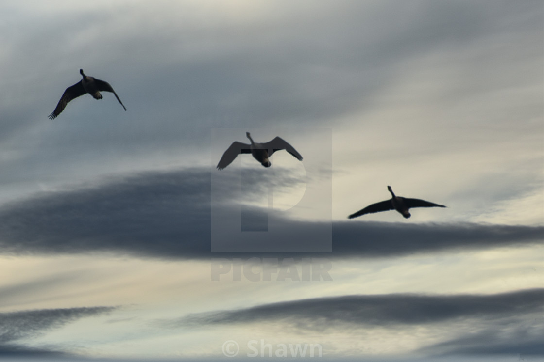 "Geese at sunset" stock image