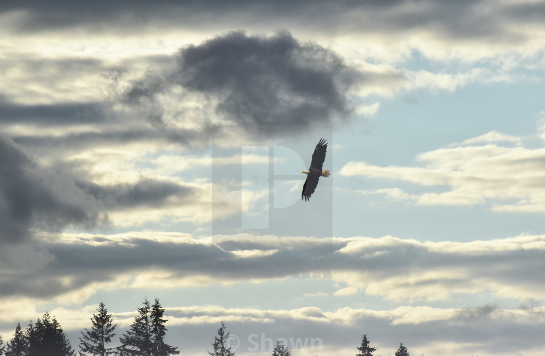 "A Bald Eagle soaring over the lake at sunset" stock image