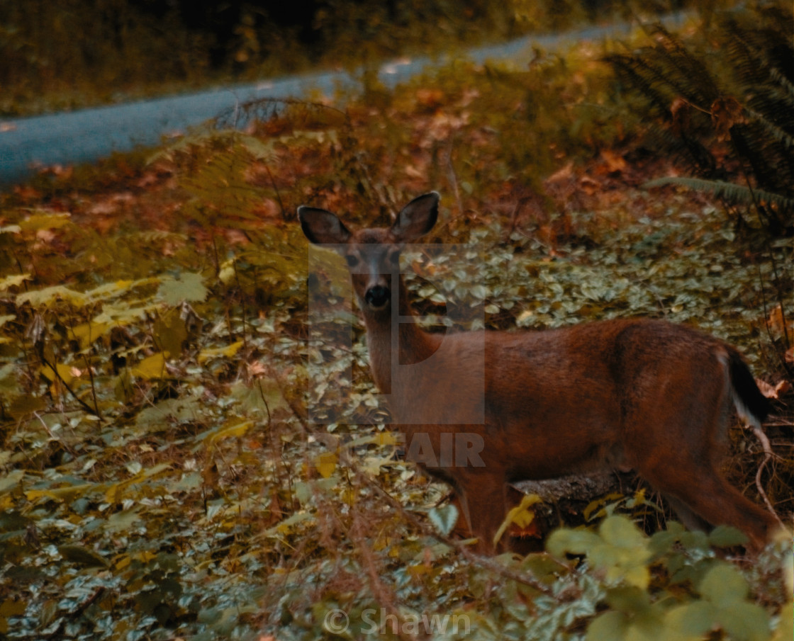 "Autumn doe" stock image