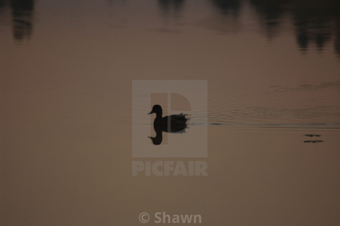 "Duck at dawn" stock image