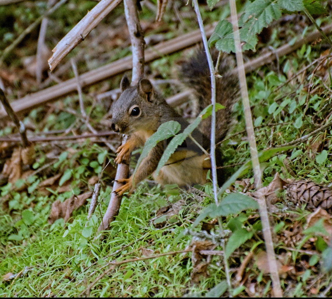 "Douglas Squirrel in the forest." stock image