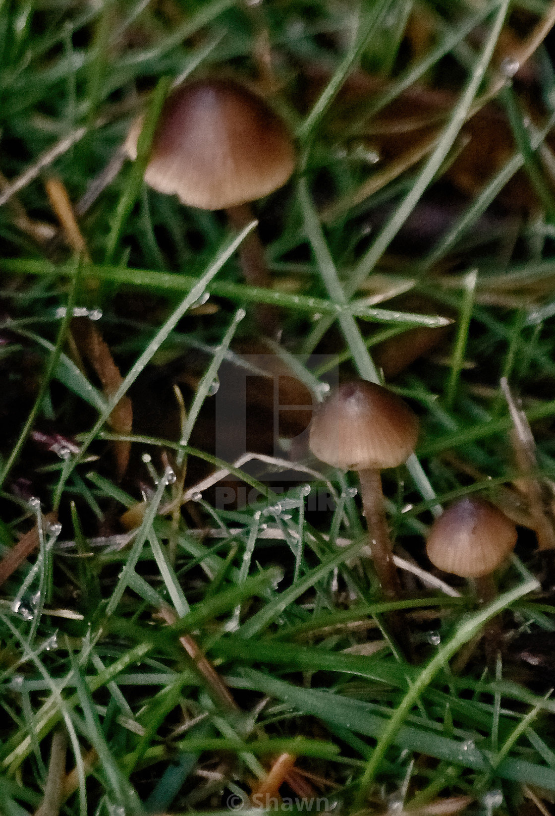 "Miniture mushrooms" stock image