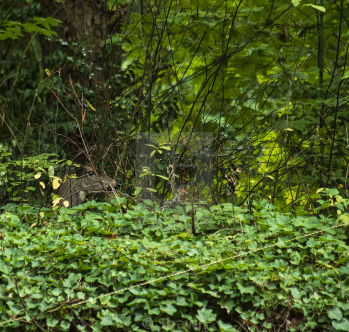 "Hidding in the forest" stock image