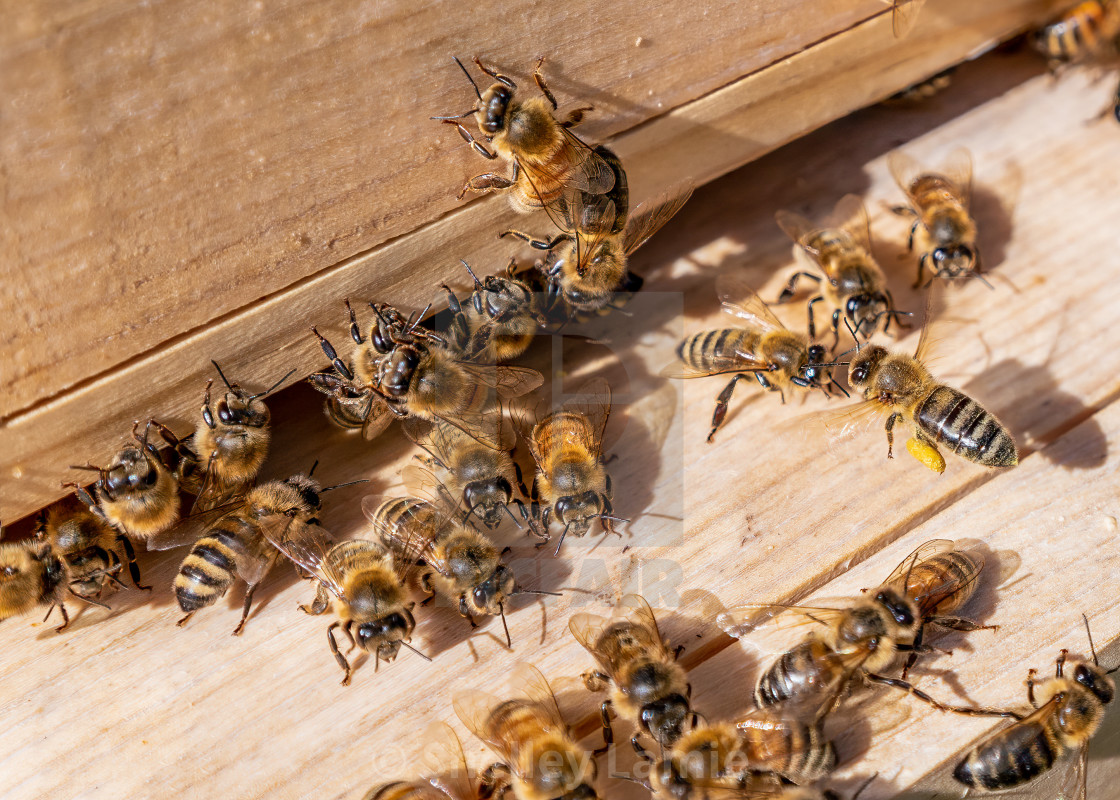 "Honey Bees" stock image