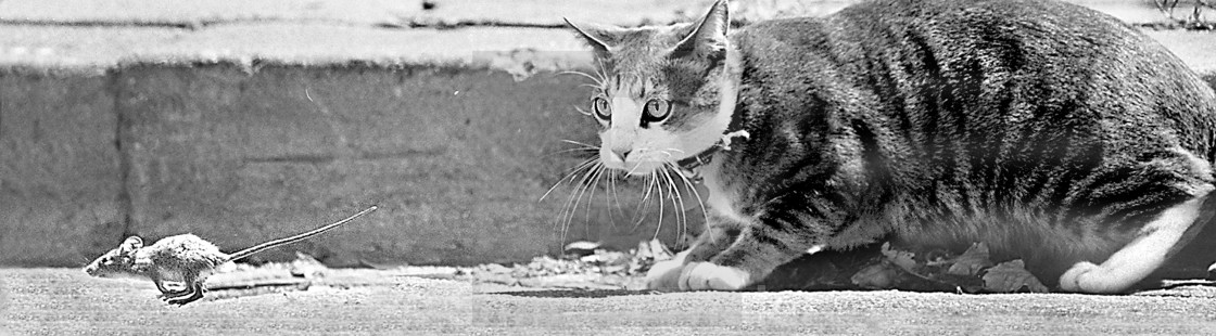 Cat And Mouse License Download Or Print For 50 00 Photos