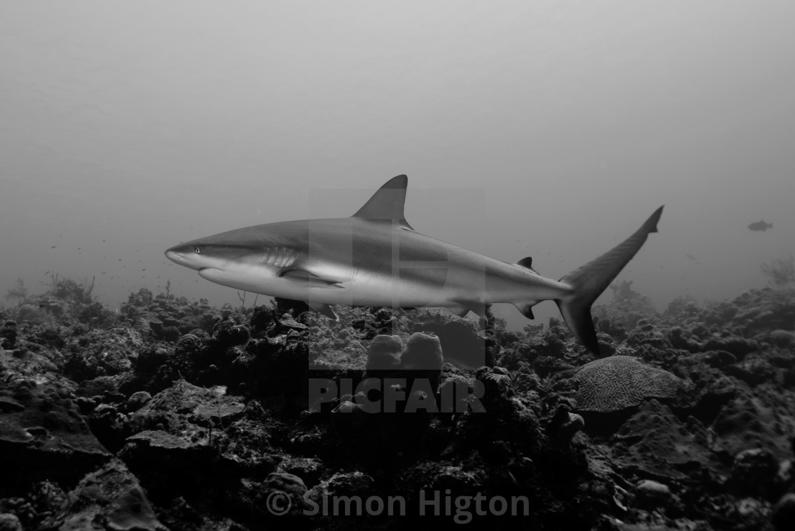 "Shark Portrait" by Simon Higton - £37.20 "Shark Portrait" stock image