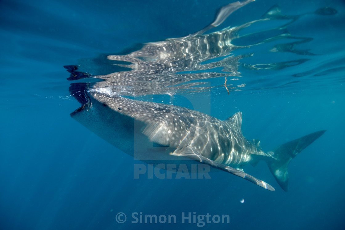 "Whale Shark feeding" by Simon Higton - £37.20 "Whale Shark feeding" stock image