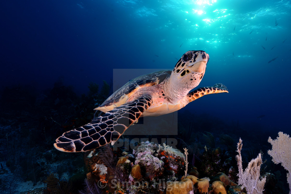 "Floating sea turtle" by Simon Higton - £37.20 "Floating sea turtle" stock image