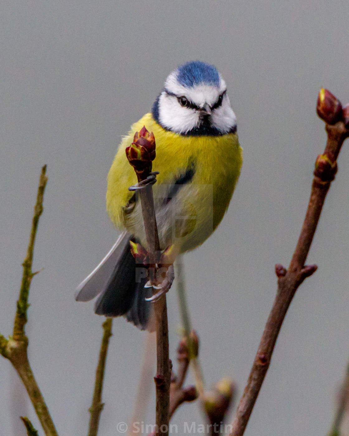 "Blue tit" stock image