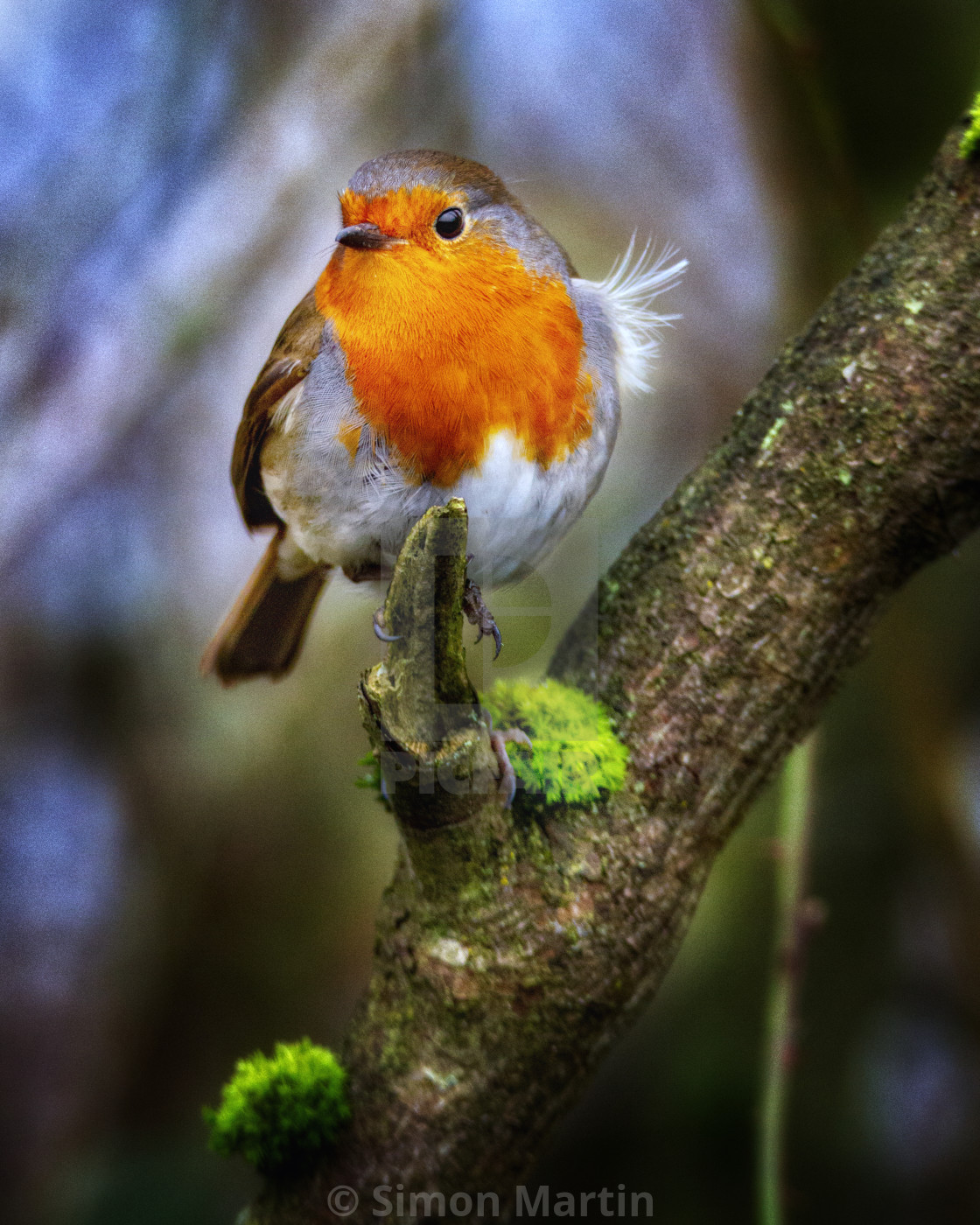 "Red red Robin" stock image