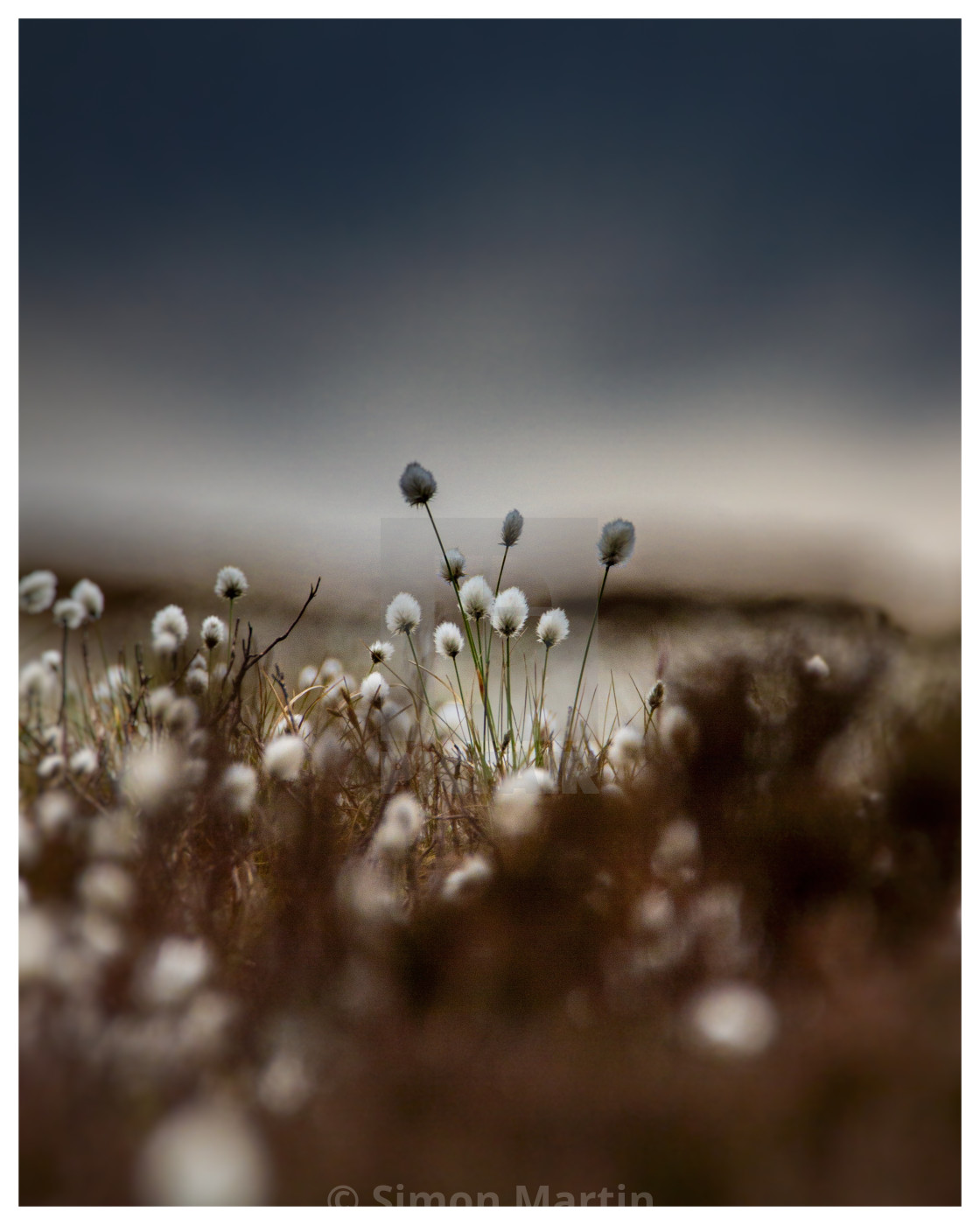 "Cotton Grass" stock image