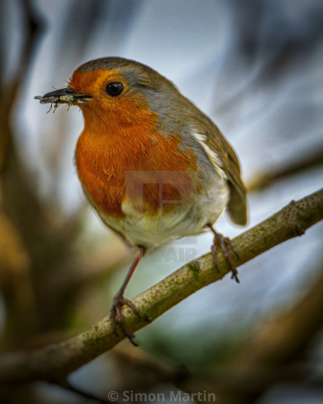 "The Flycatcher" stock image