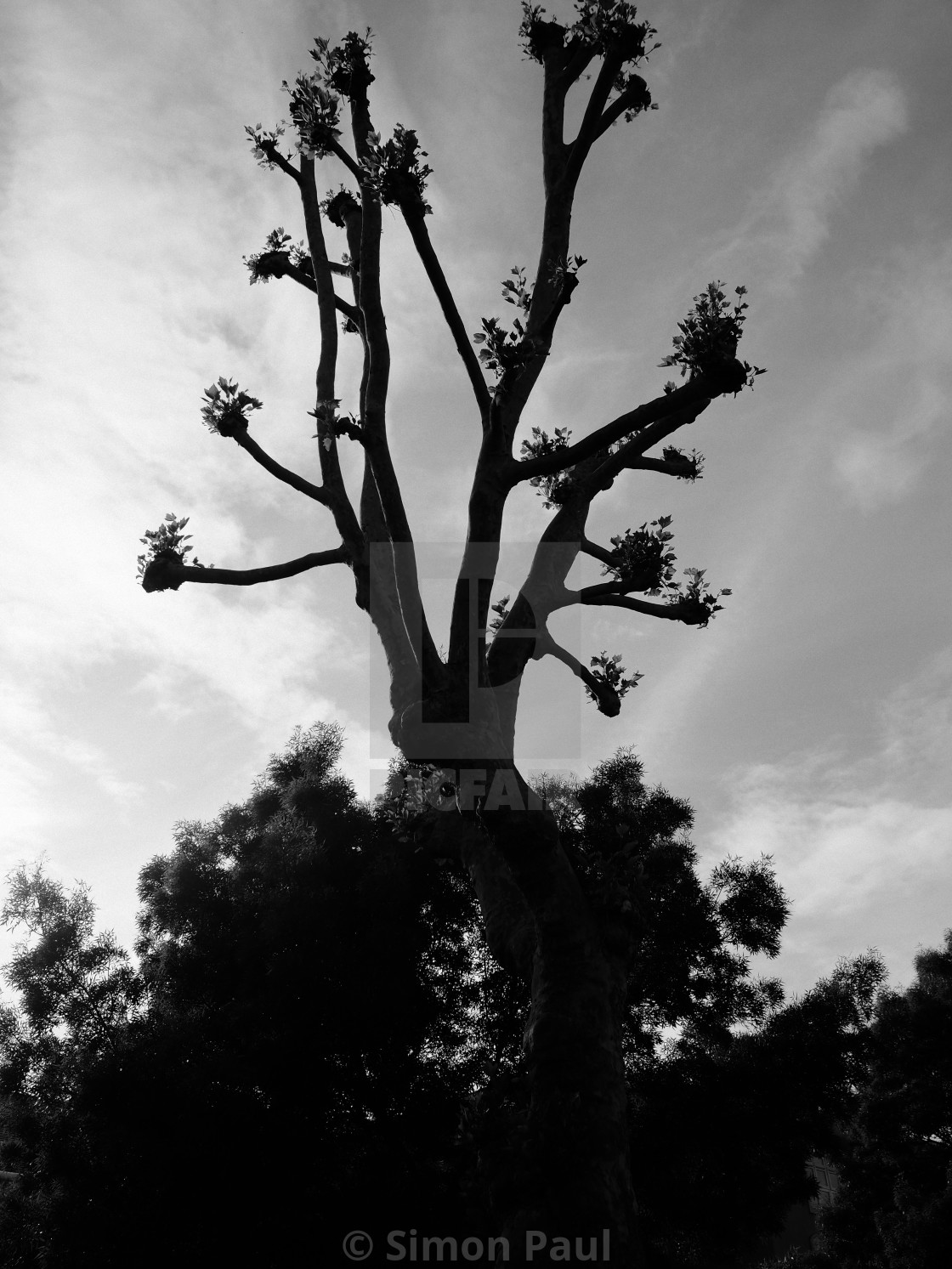 "Tree Fountain" stock image