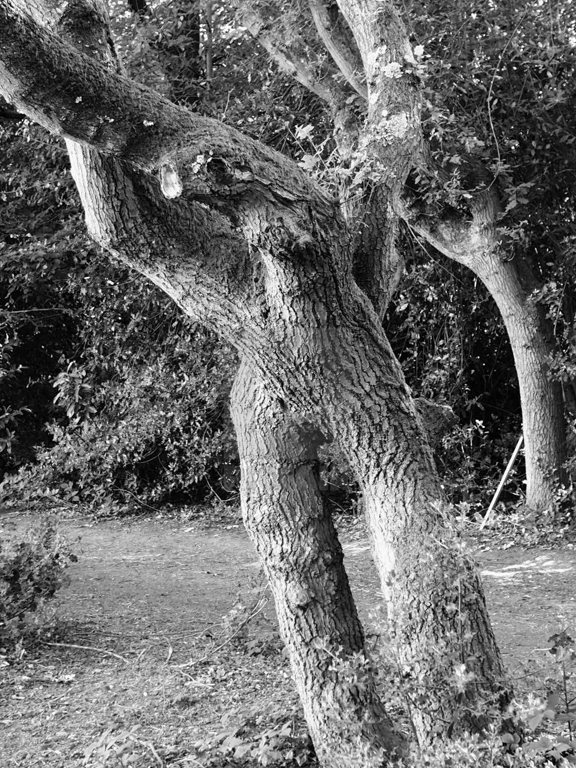 "Human Tree" stock image