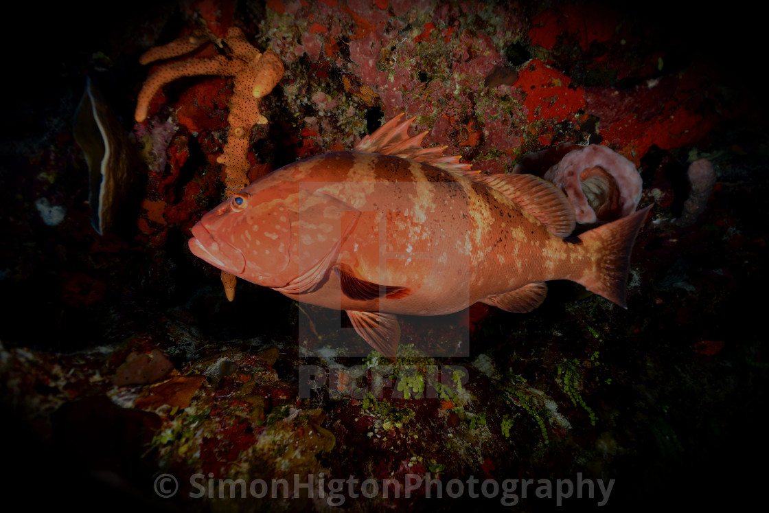 "Nassau Grouper Caribbean" by Simon Higton - £37.20 "Nassau Grouper Caribbean" stock image