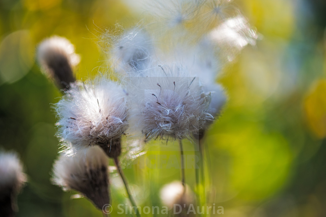 "Close up of cotton grass" stock image
