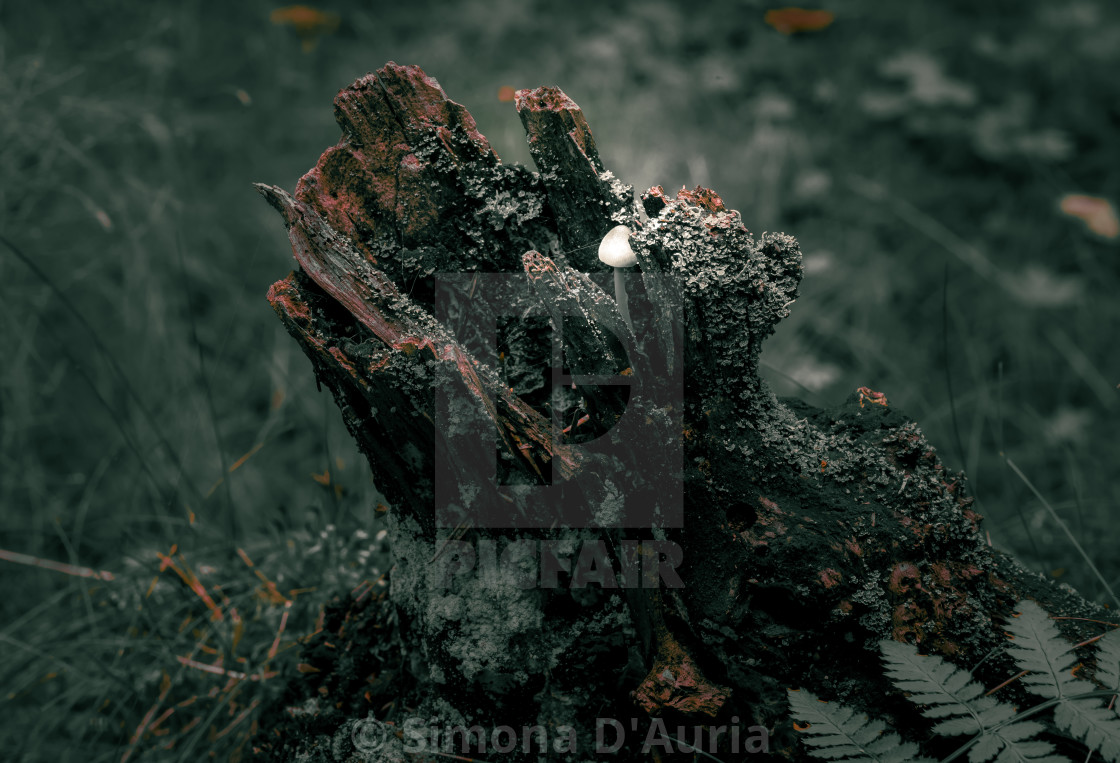 "Little fungus inside a tree trunk" stock image