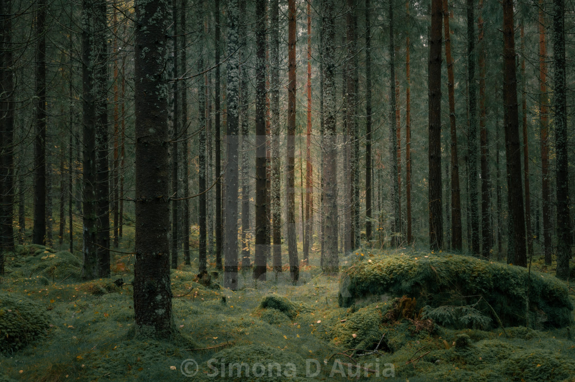 "Evergreen forest" stock image