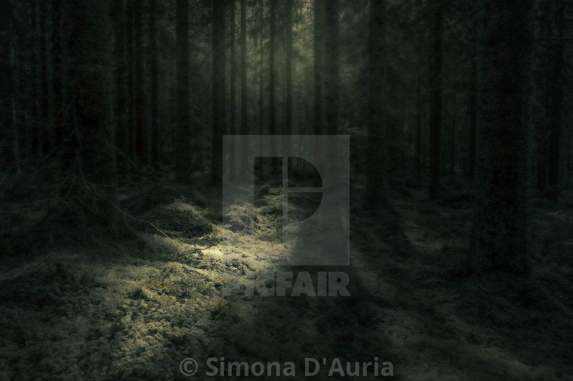 "Glowing forest" stock image