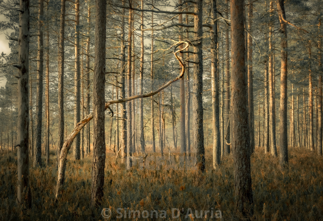 "Dancing tree" stock image