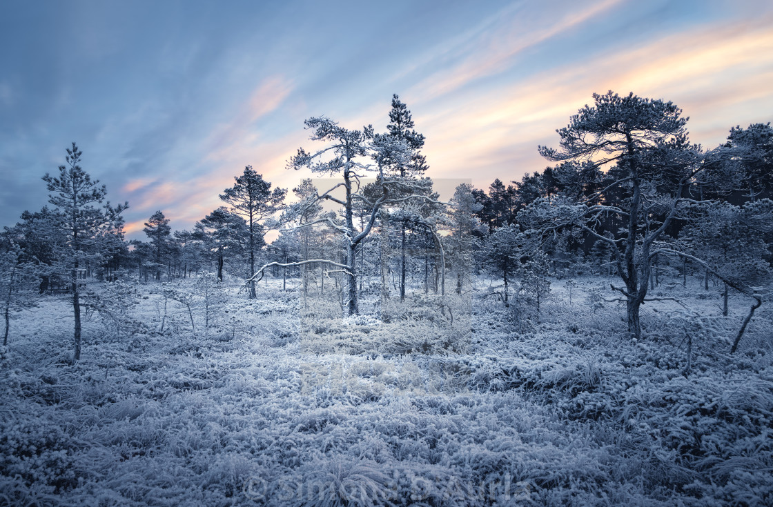 "Old gnarly trees of the frozen lands" stock image