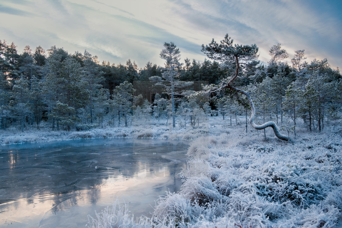 "Gnarly old tree by the frozen pond" stock image