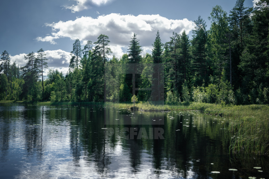 "Intense green forest landscape" stock image