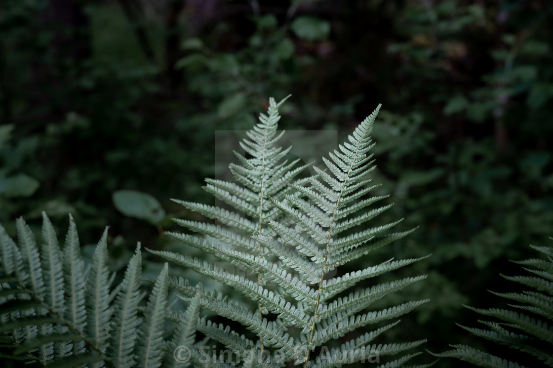 "Close up of ferns on dark background" stock image