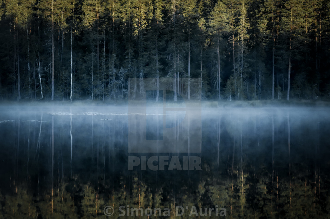 "Mist hovering over a forest lake" stock image