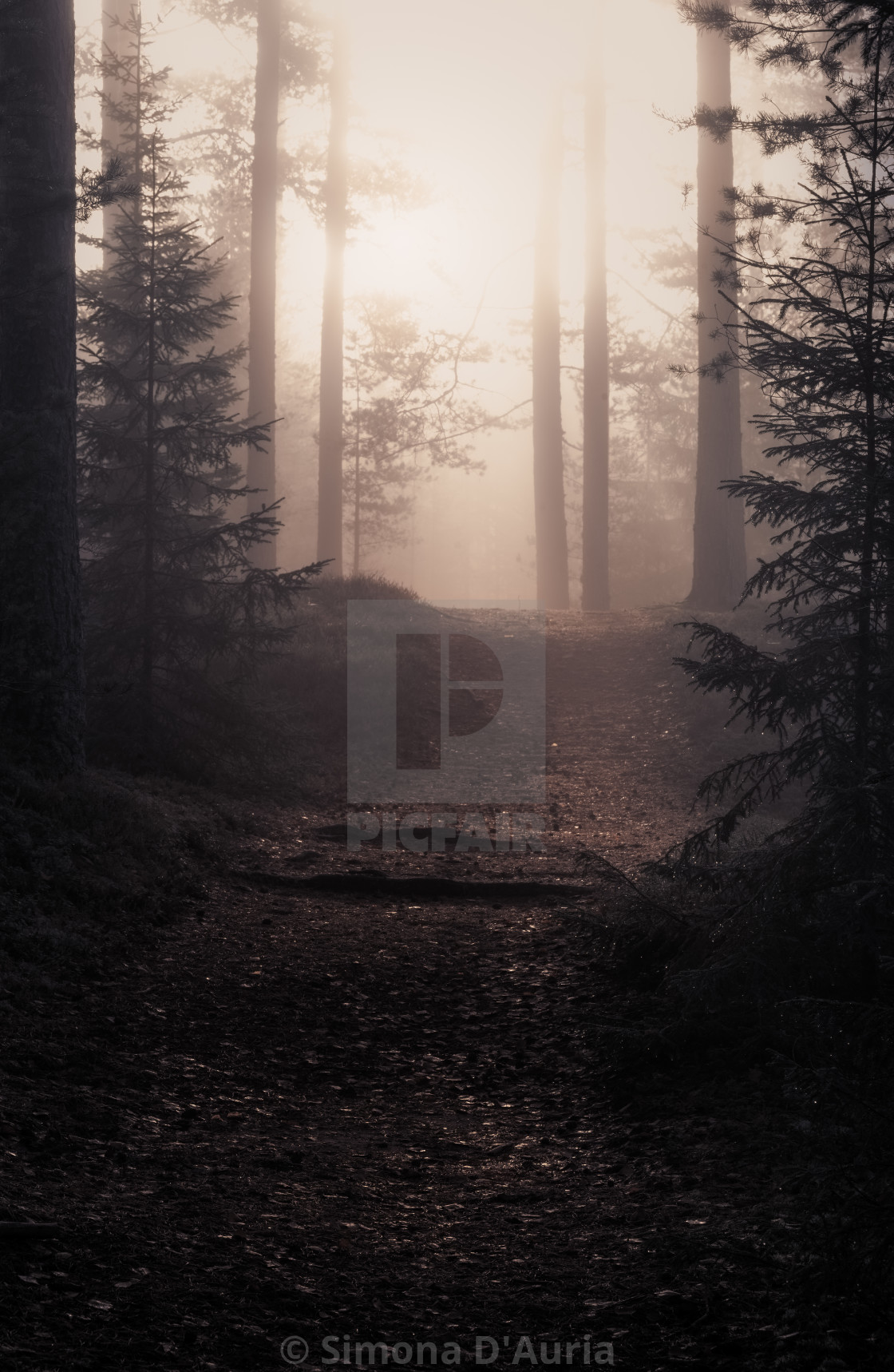 "Sunrise in the misty forest" stock image