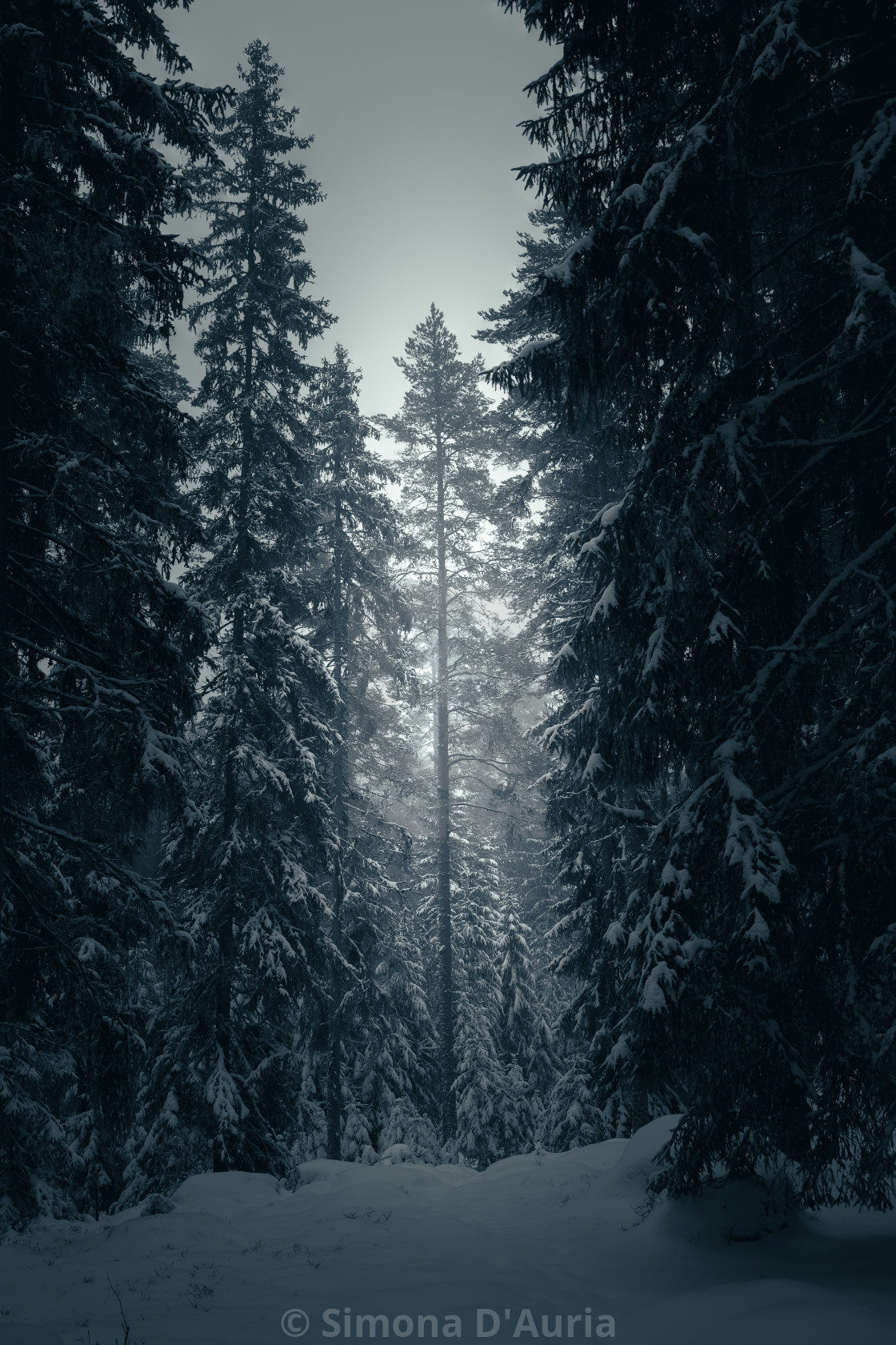 "Misty forest evening" stock image