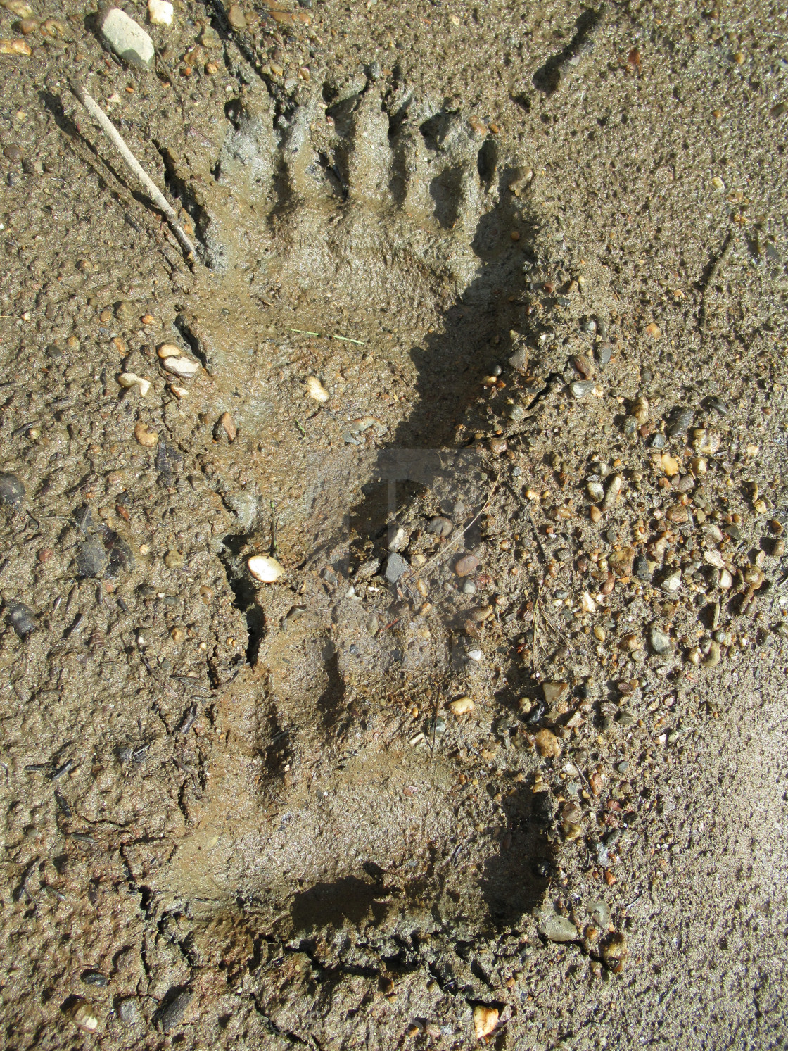 "Grizzly Bear tracks" by Sonja Seeber - $12.21 "Grizzly Bear tracks" stock image