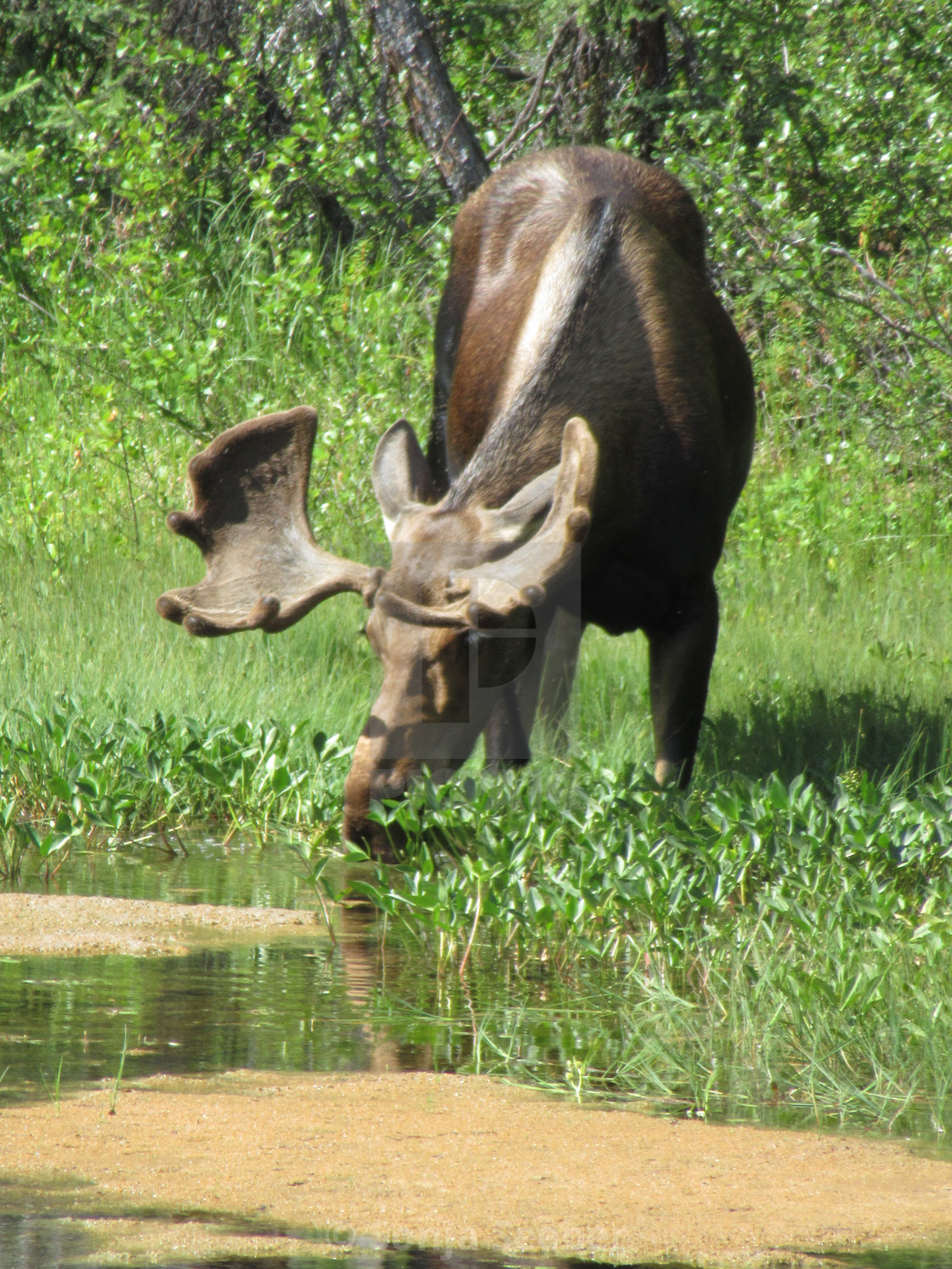 "Bull moose" by Sonja Seeber - $12.19 "Bull moose" stock image