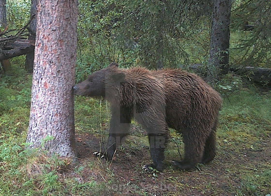 "Female grizzly bear" by Sonja Seeber - $12.21 "Female grizzly bear" stock image