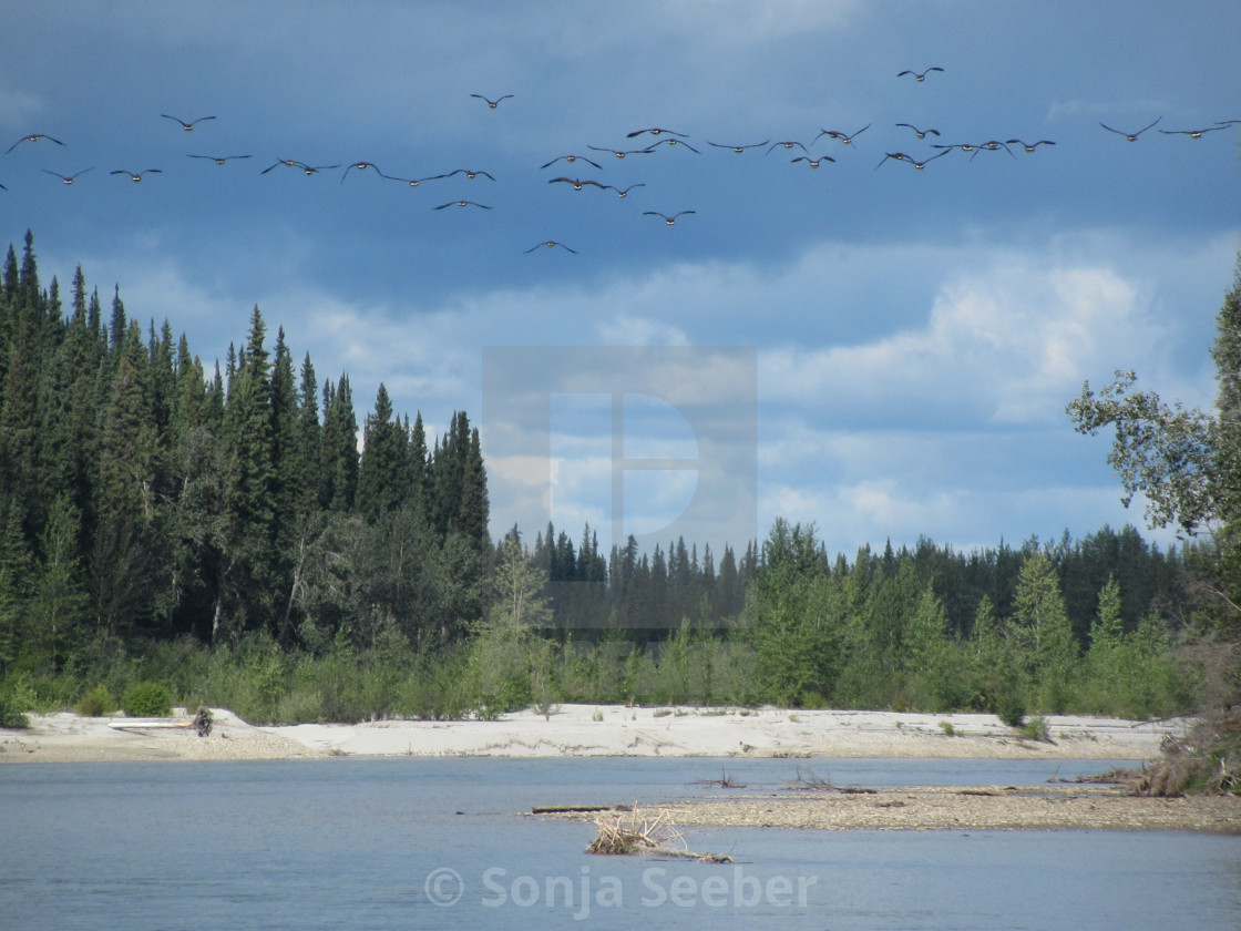 "Liard river and Canada geese" by Sonja Seeber - $12.21 "Liard river and Canada geese" stock image