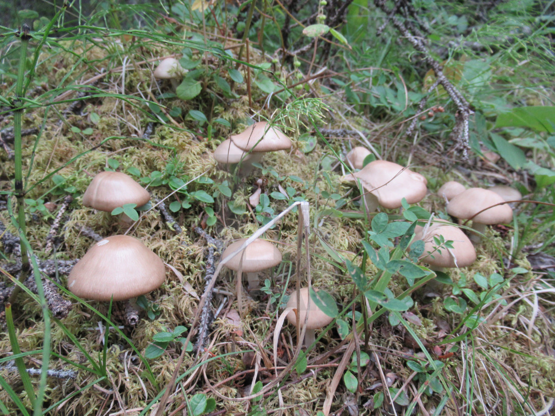 "Yukon mushrooms" by Sonja Seeber - $12.19 "Yukon mushrooms" stock image