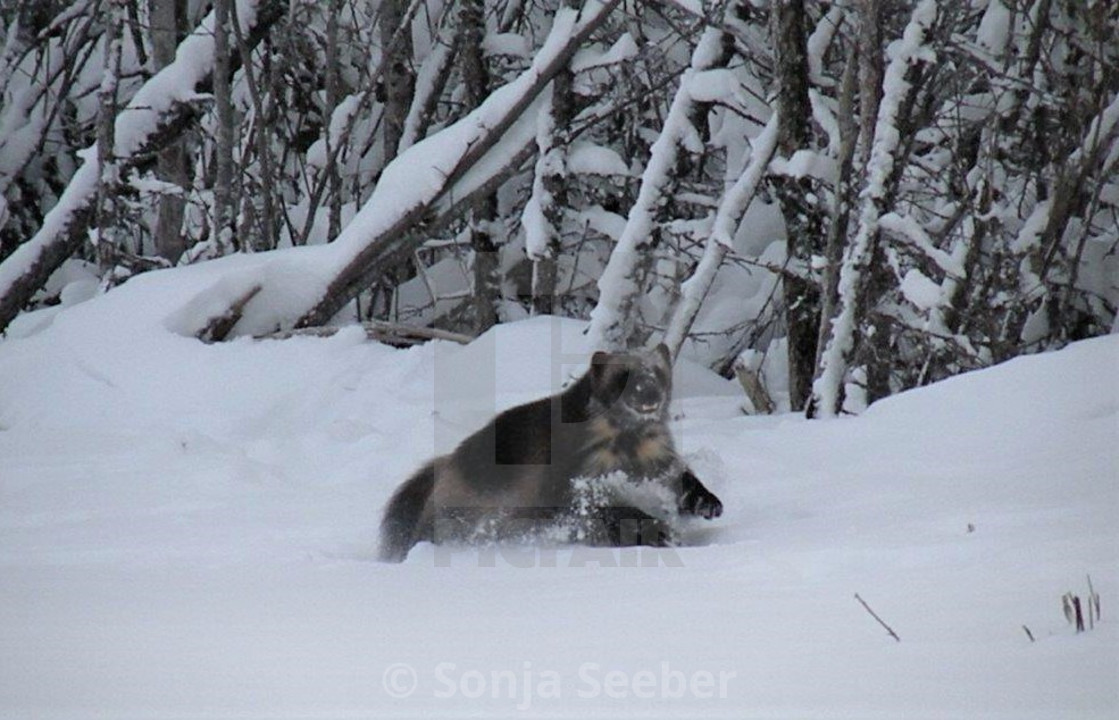 "Wolverine running" by Sonja Seeber - $12.21 "Wolverine running" stock image