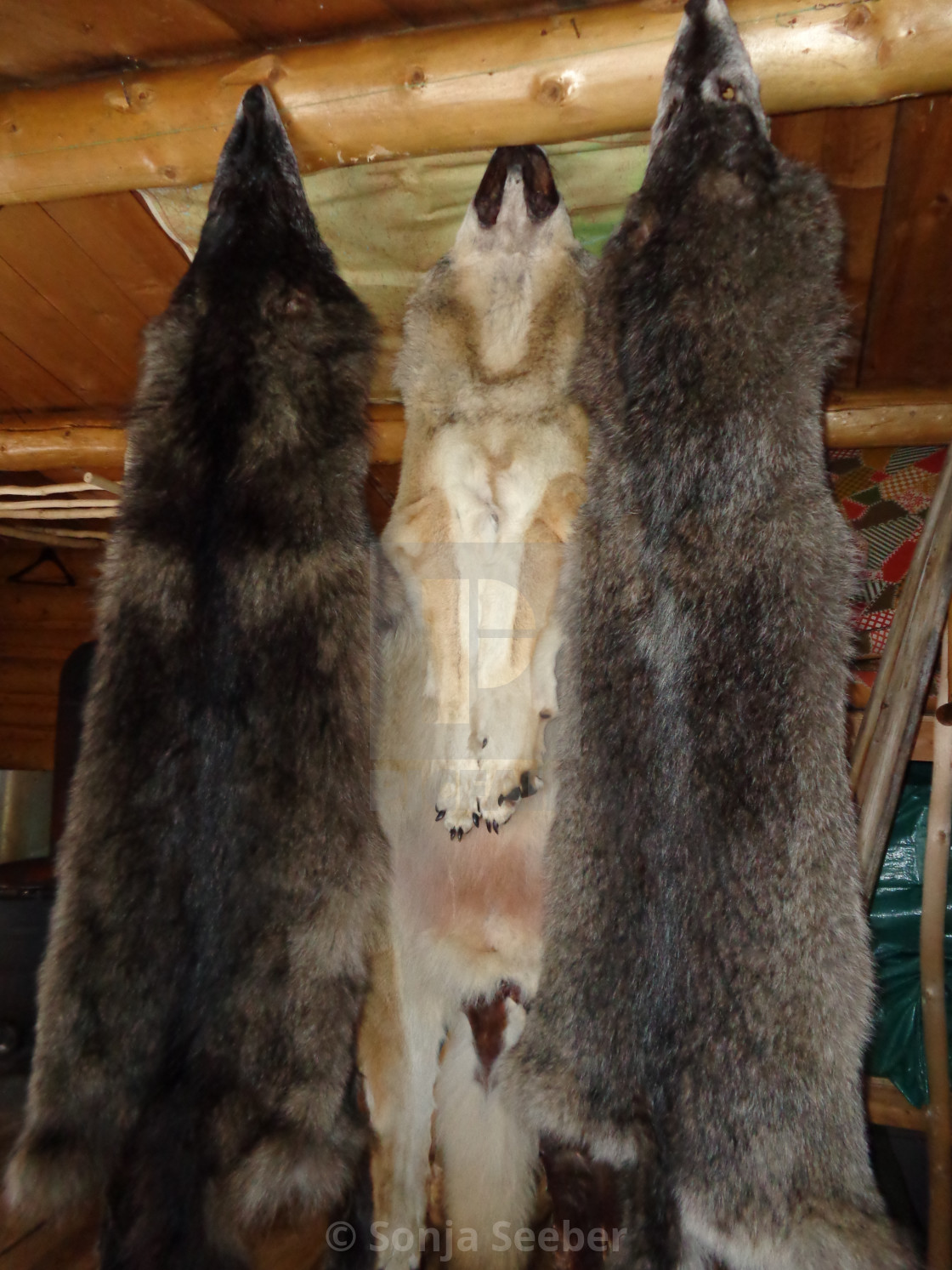 "Wolves" by Sonja Seeber - $12.21 "Wolves" stock image