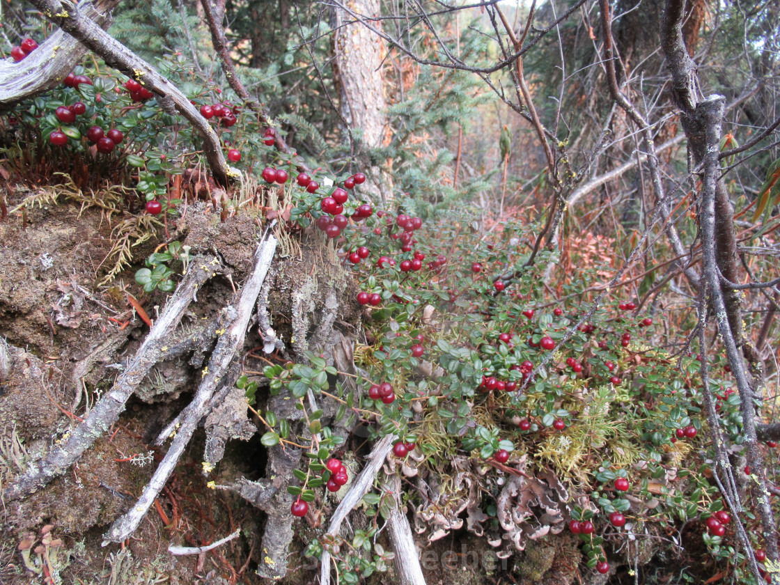 "Cranberries" by Sonja Seeber - $12.21 "Cranberries" stock image