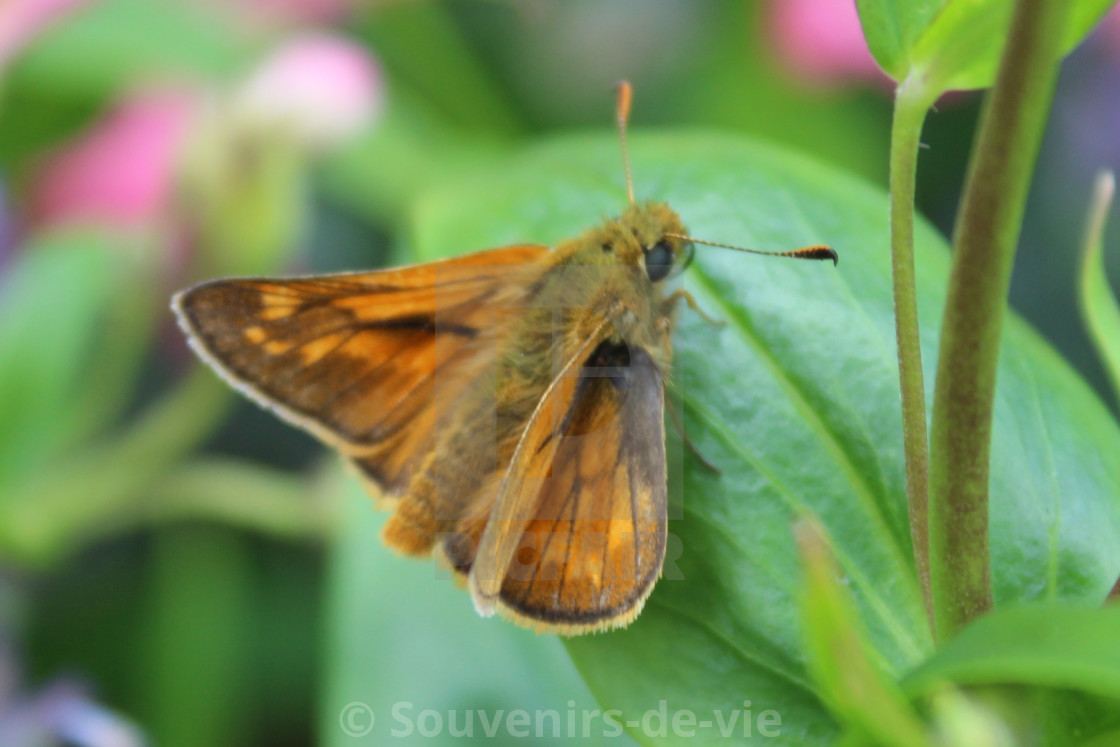 "Silver Spotted Skipper Butterfly" stock image