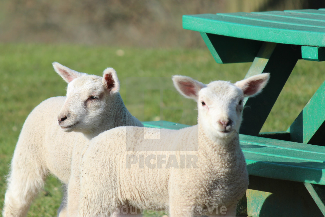 "Picnic time" stock image