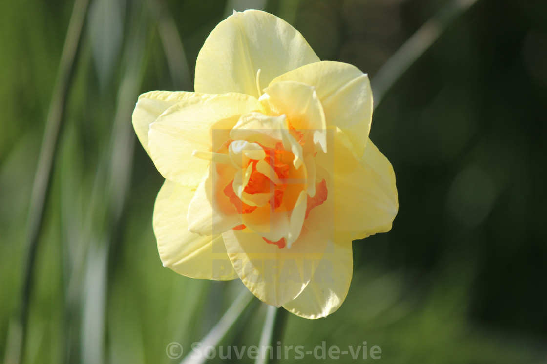 "Daffodil in the sunlight" stock image