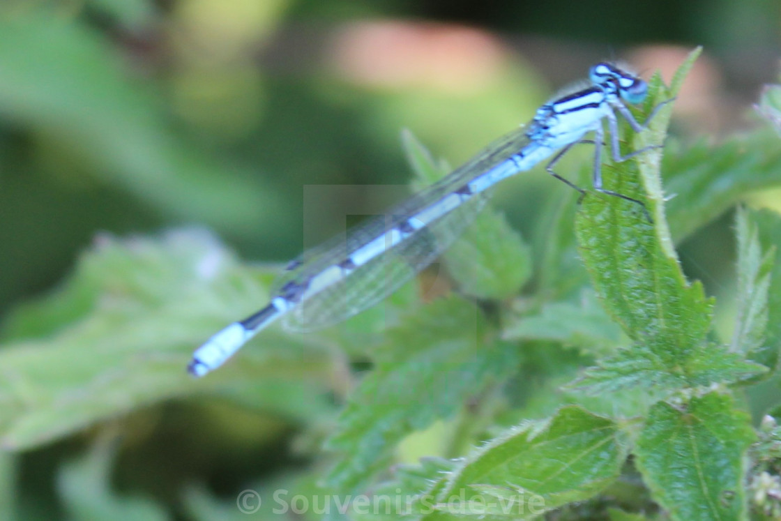 "Blue Damselfly" stock image