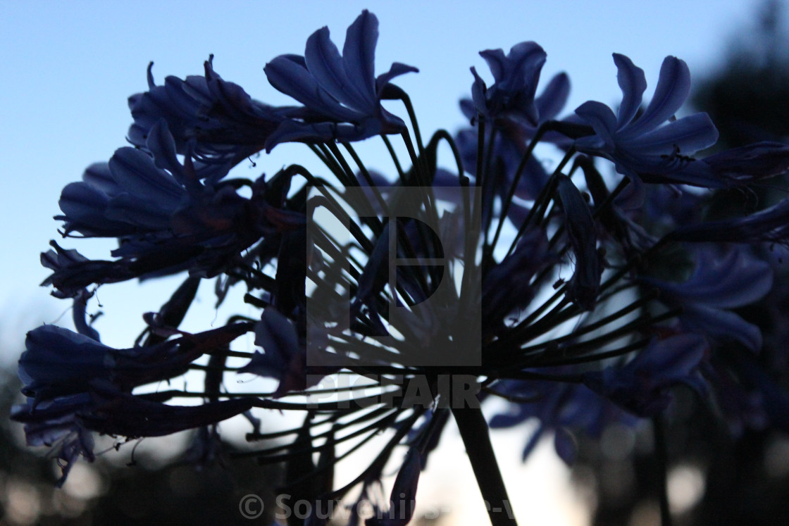 "Agapanthus" stock image