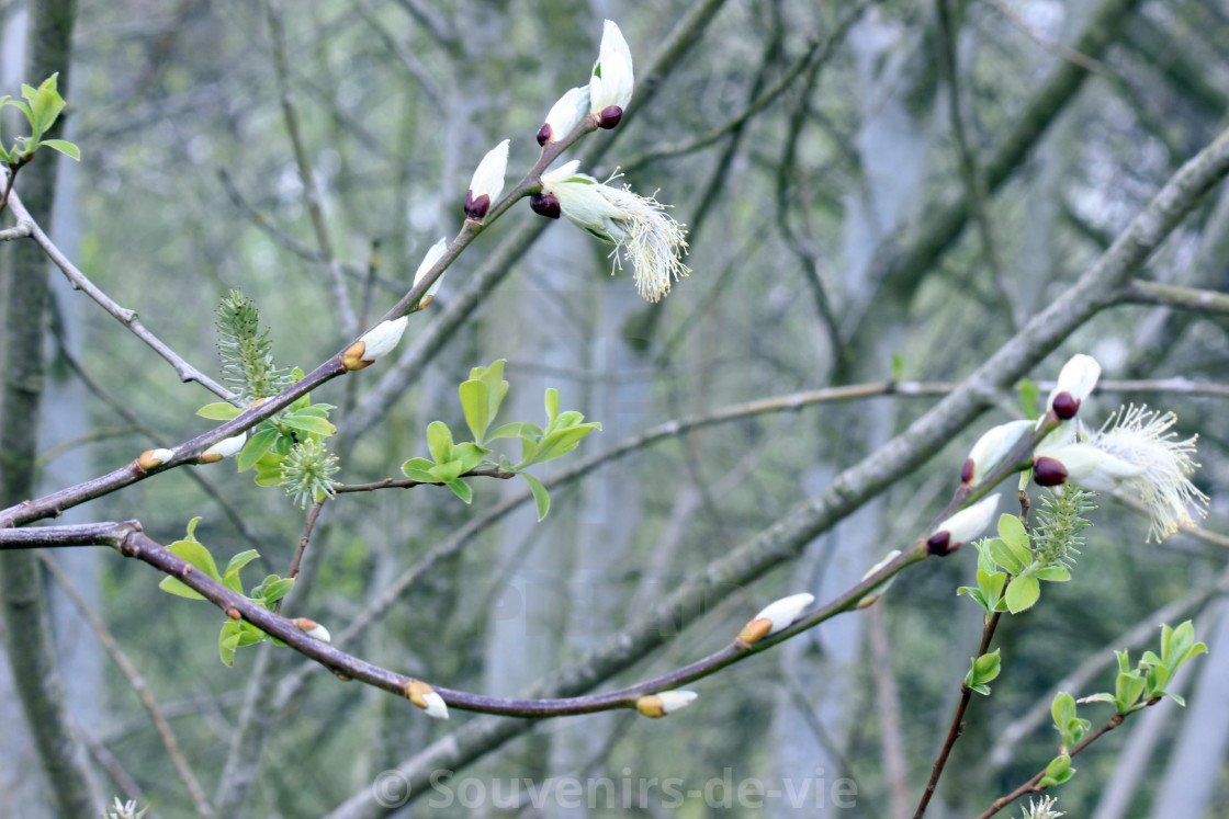 "Buds in Spring" stock image