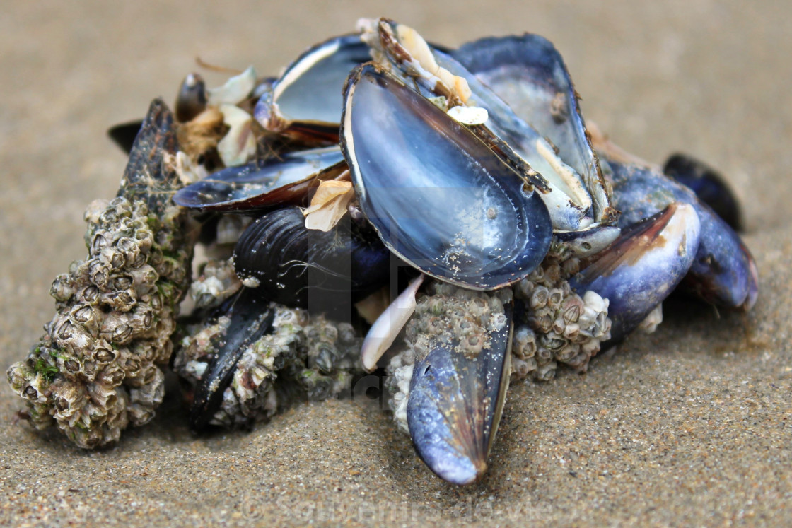 "Mussel shells" stock image